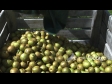 Pears in Bin 3 1260